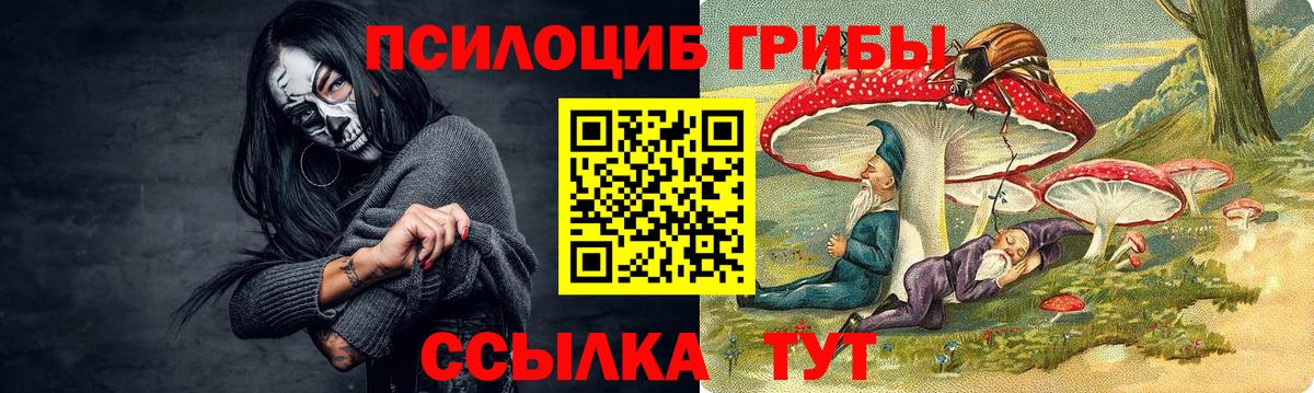 Галлюциногенные грибы Psilocybe Саяногорск